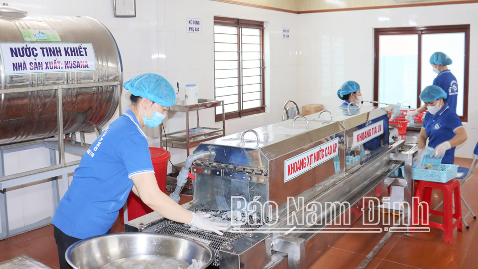 Hiện đại hóa quy trình chế biến sứa 
tại Công ty TNHH Quý Thịnh, 
thị trấn Thịnh Long (Hải Hậu).