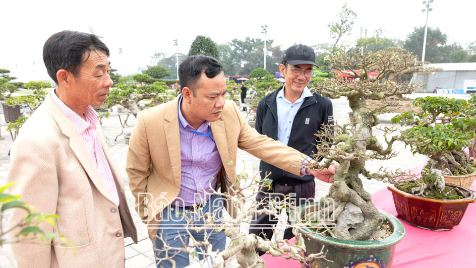 Du khách tham quan triển lãm cây cảnh tại khu vực Đền Trần, phường Lộc Vượng (TP Nam Định)