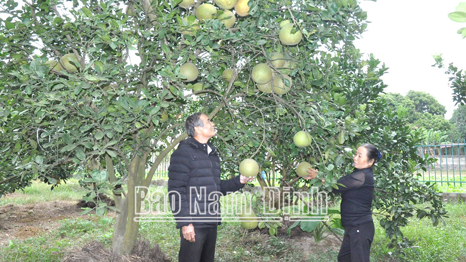 Vợ chồng ông Trần Văn Oánh, thôn An Trung, xã Yên Đồng (Ý Yên) chăm sóc vườn cây ăn quả trên diện tích chuyển đổi cơ cấu.