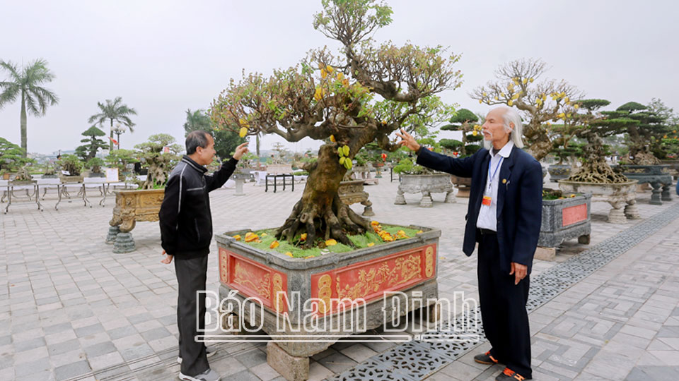 Hơn 500 tác phẩm cây cảnh nghệ thuật được trưng bày tại Lễ hội Khai ấn Đền Trần Xuân Giáp Thìn 2024. 