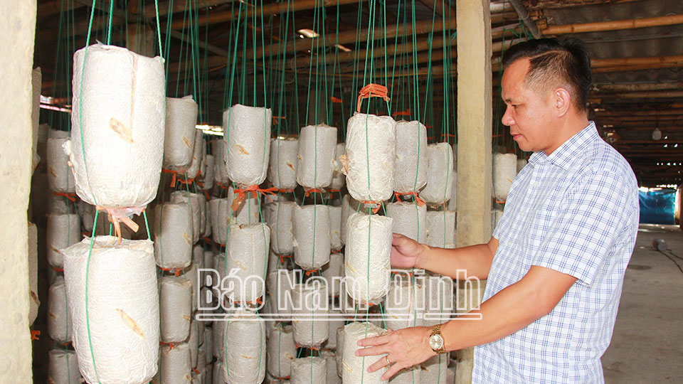 Nông dân xã Hải Chính (Hải Hậu) phát triển nghề trồng nấm.
