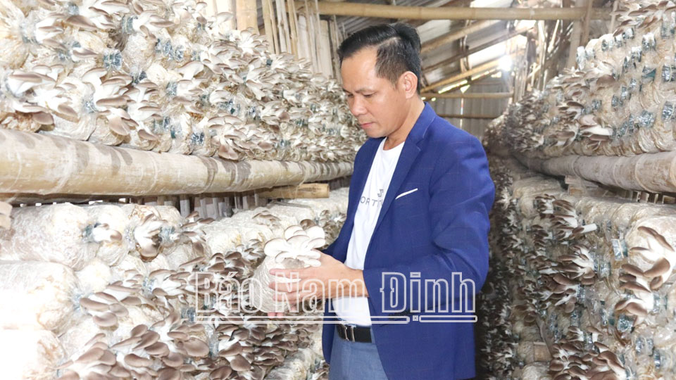 Anh Nguyễn Văn Thành, Chủ tịch Hội đồng quản trị Hợp tác xã Dịch vụ Linh Phát, xã Hải Chính (Hải Hậu) kiểm tra chất lượng nấm linh chi trước khi thu hái.