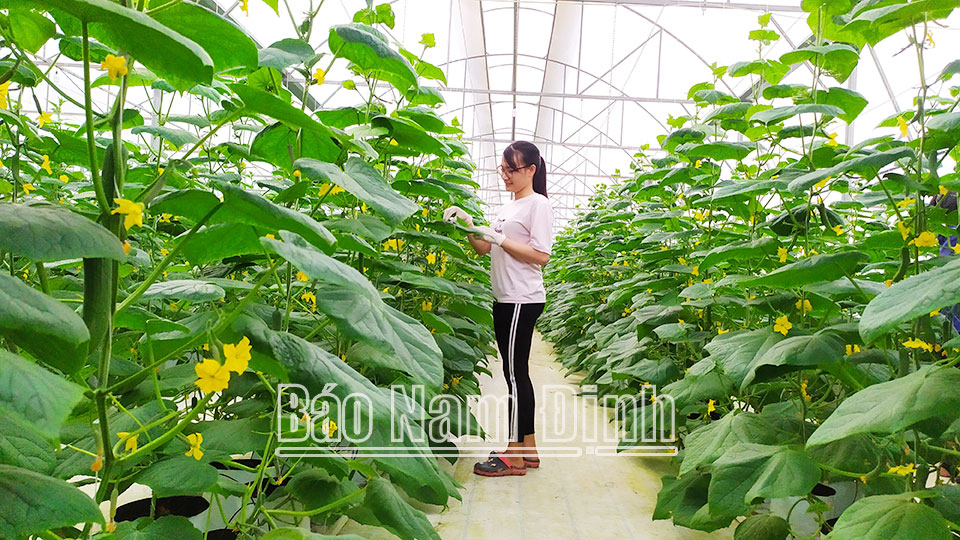 Mô hình sản xuất nông nghiệp công nghệ cao tại xã Đại Thắng (Vụ Bản).
Bài và ảnh: Ngọc Ánh