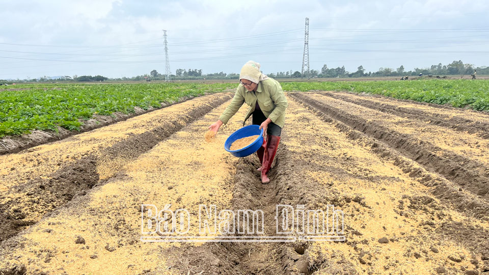 Nông dân Hợp tác xã Bảo Xuyên, xã Liên Bảo áp dụng mô hình sản xuất theo hướng nông nghiệp hữu cơ.