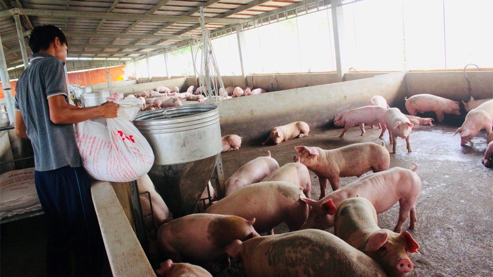 Một số lưu ý chuẩn bị tái đàn vật nuôi sau tết nguyên đán