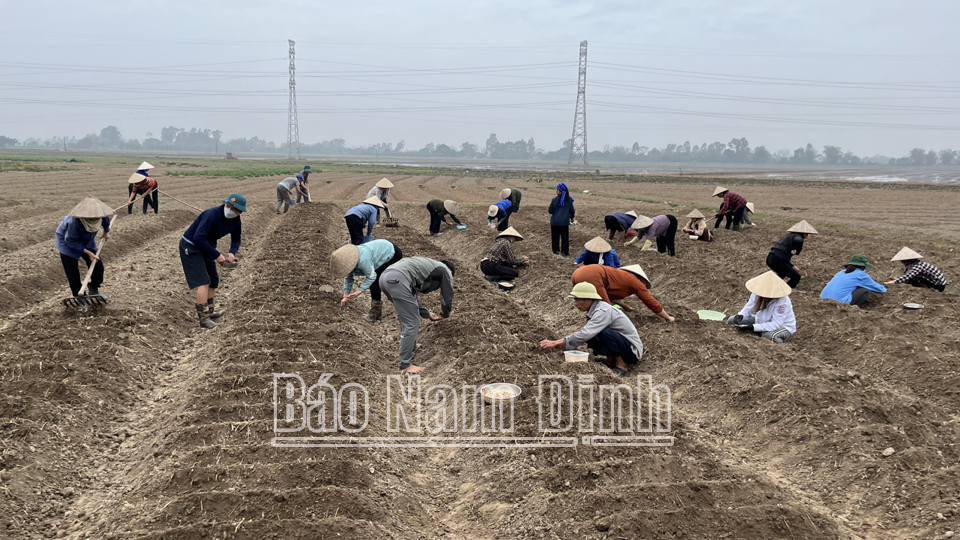 Nông dân xã Thành Lợi (Vụ Bản) tích cực gieo trồng lạc xuân.