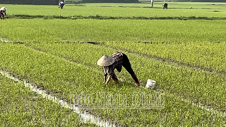 Nông dân xã Đại Thắng (Vụ Bản) chăm sóc, dặm tỉa lúa xuân. 