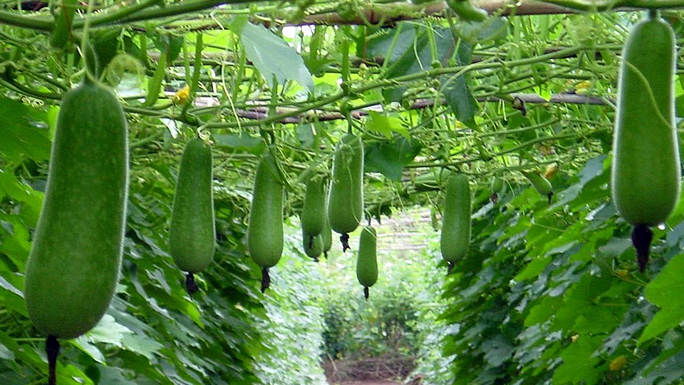 Trồng và chăm sóc cây bí xanh vụ xuân