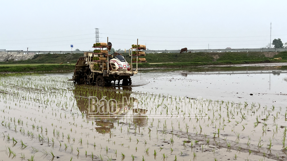 Nông dân xã Liên Minh (Vụ Bản) cấy máy - mạ khay, giúp giảm công lao động và bảo đảm khung thời vụ. 