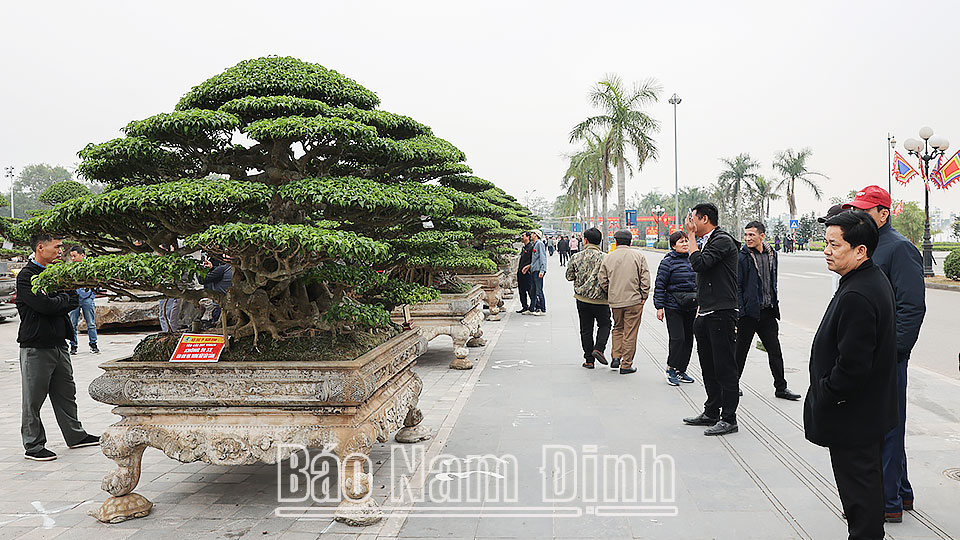 Nhiều cây xanh có giá trị nhiều tỷ đồng tham gia triển lãm. 