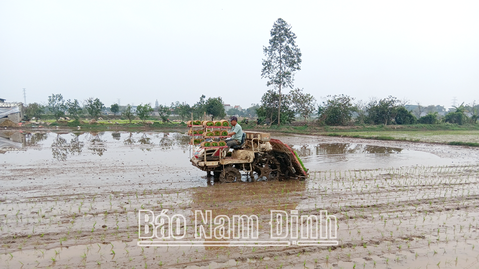 Vụ xuân năm 2025, diện tích cấy máy - mạ khay của huyện đạt 650ha, tăng hơn 30% so với vụ xuân năm trước. DT