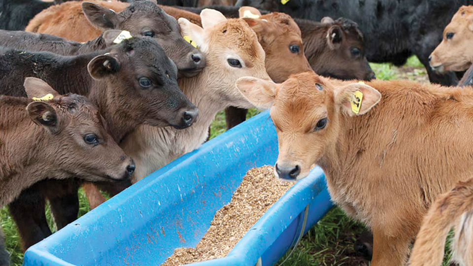 Kỹ thuật chăn nuôi bê sau cai sữa và bò hậu bị