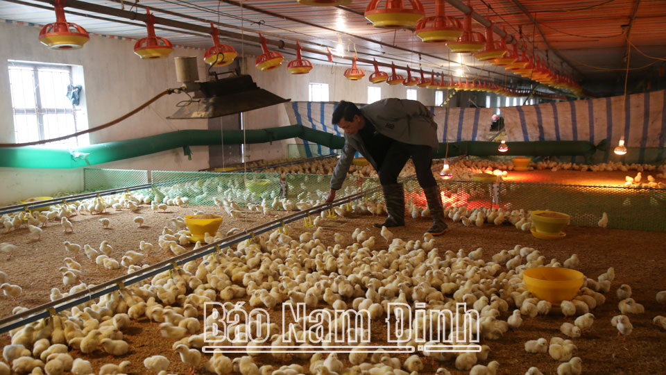 Chăn nuôi gà theo công nghệ chuồng kín tại gia đình anh Trần Văn Rụ, xóm Già, xã Kim Thái. Bài và ảnh: Nguyễn Hương