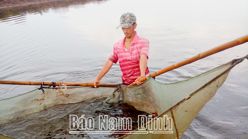 Nông dân xã Nam Điền thu hoạch cá bống bớp.