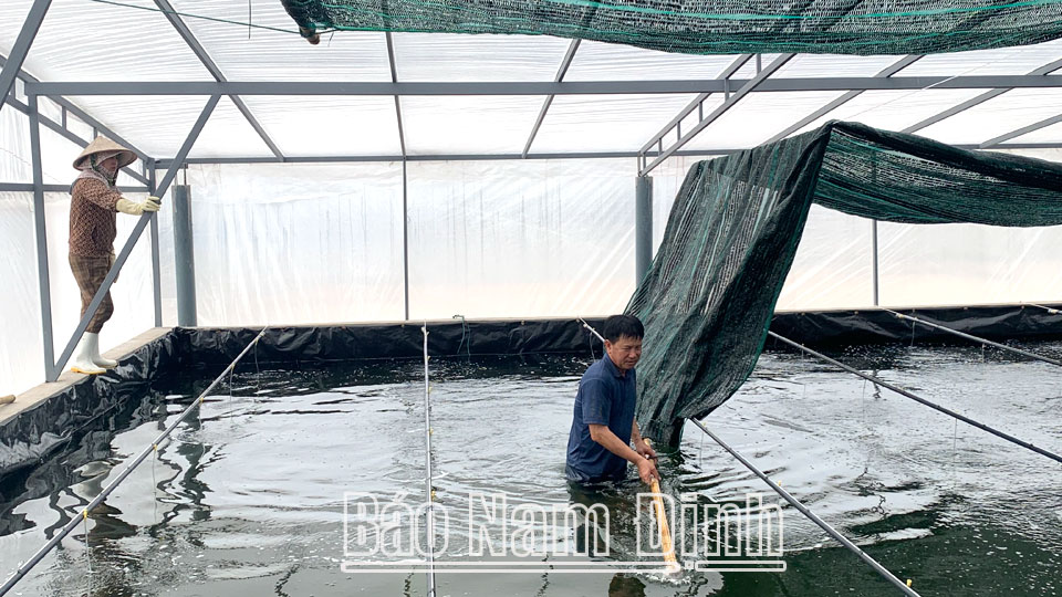 Lắp đặt nhà màng nuôi hàu giống tại Công ty TNHH Nuôi trồng và Chế biến thủy sản Liên Phong, xã Giao Phong (Giao Thủy).