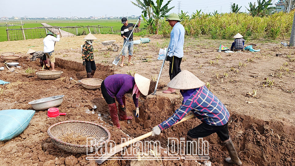 Gia đình đảng viên Phạm Văn Thuận ở xóm 7, xã Hải Nam tổ chức thu hoạch cây hoàng thanh.
Bài và ảnh: Văn Huỳnh