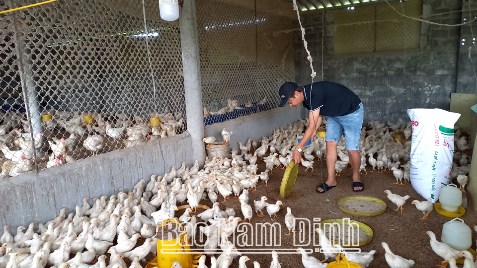 Hội viên nông dân xã Yên Nghĩa phát triển mô hình nuôi gà cho thu nhập cao.
Bài và ảnh: Lam Hồng