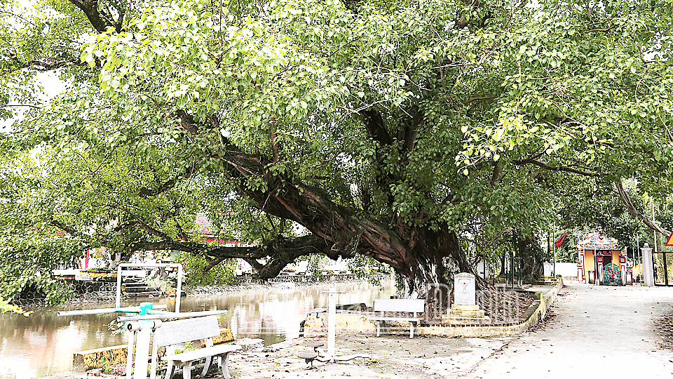 Cây bồ đề là 1 trong 7 cây di sản của xã Hải Bắc được Hội Bảo vệ thiên nhiên và môi trường Việt Nam công nhận.
