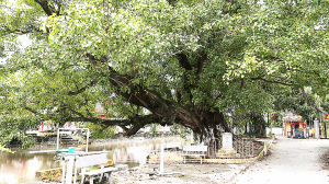 Những cây di sản ở xã Hải Bắc
