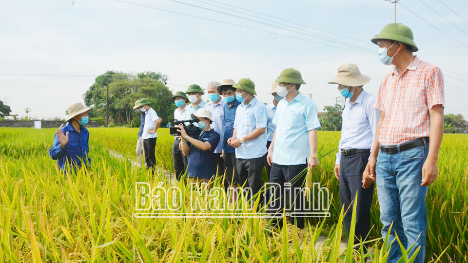 Triển khai Chương trình Quản lý sức khỏe cây trồng tổng hợp giai đoạn 2024-2026