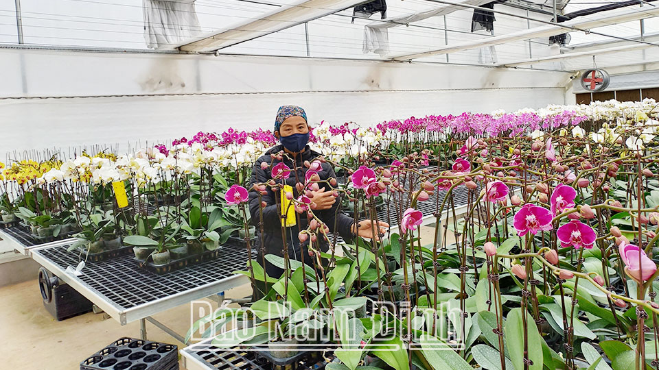 HTX hoa và cây cảnh Nam Phong (thành phố Nam Định) sản xuất hoa lan công nghệ cao.