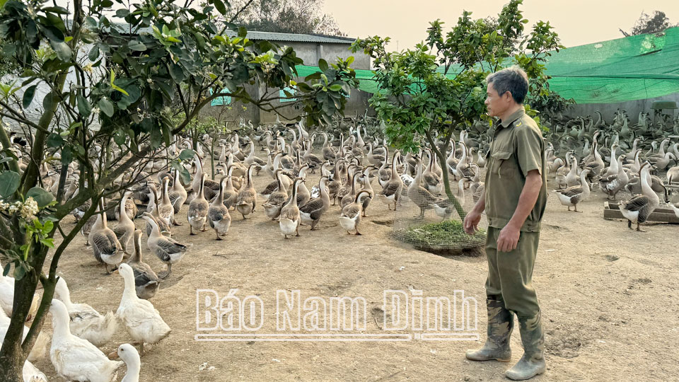 Mô hình nuôi ngỗng đẻ trứng của ông Nguyễn Minh Bắc, xã Nam Hùng (Nam Trực) đảm bảo việc làm và mang lại nguồn thu ổn định cho gia đình.