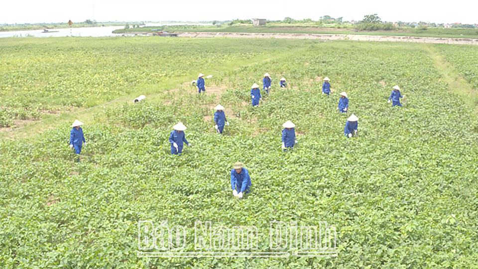 Vùng trồng đậu nành theo tiêu chuẩn GACP-WHO của Công ty Nam Dược tại xã Thành Lợi (Vụ Bản).
Bài và ảnh: Việt Thắng