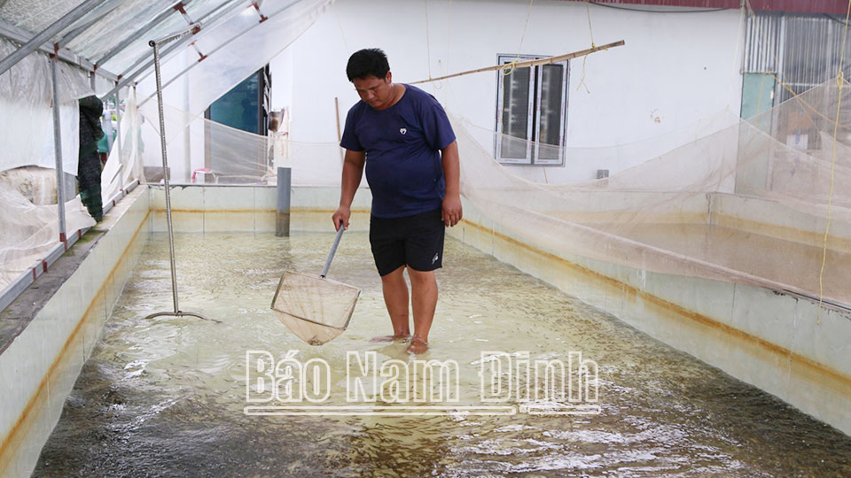 Sử dụng chế phẩm sinh học để xử lý môi trường nước trong ương cá lóc bông giống tại xã Phúc Thắng (Nghĩa Hưng).
Bài và ảnh: Ngọc Ánh