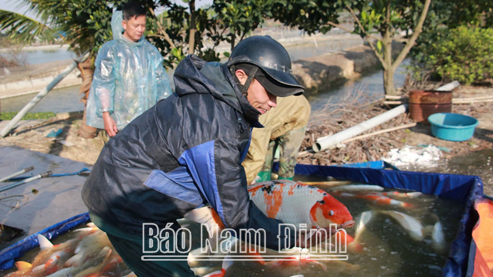 Hội viên nông dân xã Mỹ Hà (Mỹ Lộc) phát triển mô hình trang trại nuôi cá trắm đen, cá Koi.