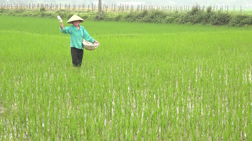Kỹ thuật bón thúc đẻ nhánh cho lúa vụ xuân