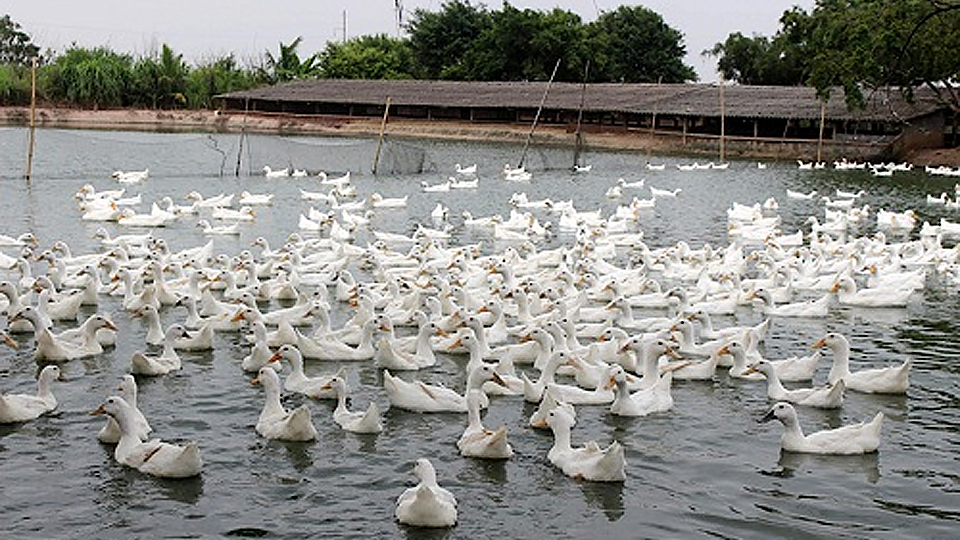 Kỹ thuật chăn nuôi vịt theo VIETGAHP