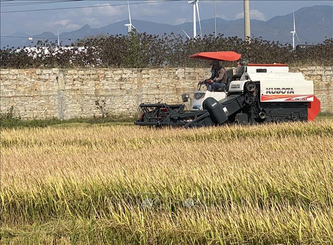 Ninh Thuận: Nông dân được mùa, được giá lúa vụ đông xuân