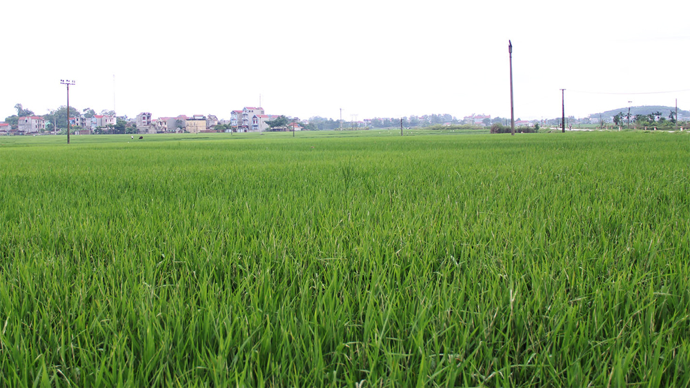 Bắc Giang: Chuyển đổi cơ cấu cây trồng trên đất trồng lúa