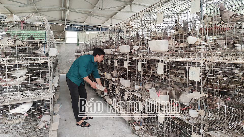 Mô hình nuôi chim bồ câu của gia đình anh Đinh Văn Ngôn, hội viên nông dân chi hội xóm An Khang, xã Trực Cường (Trực Ninh) cho thu nhập hàng trăm triệu đồng/năm.