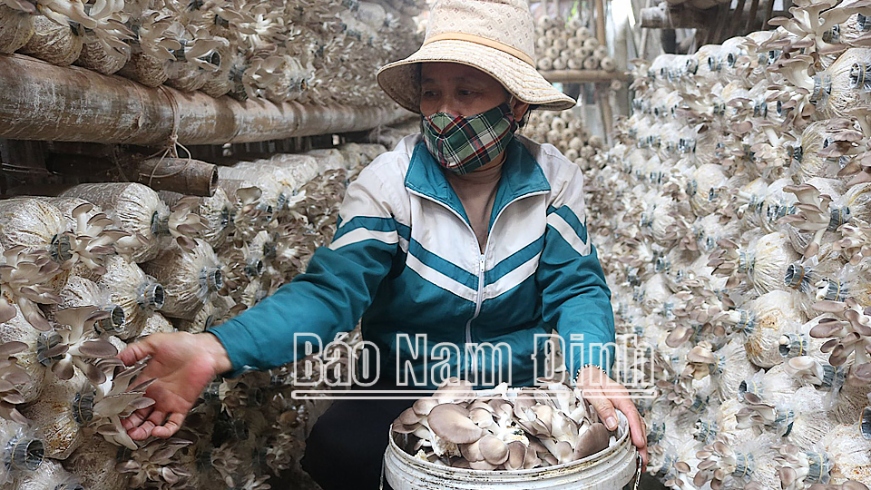 Sản xuất nấm bào ngư tại thị trấn Thịnh Long (Hải Hậu).