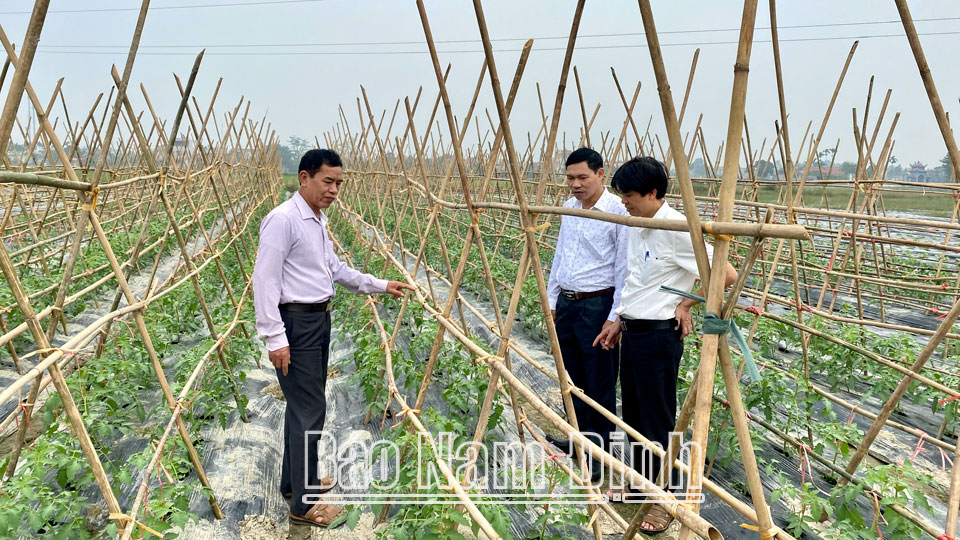 Mô hình trồng cà chua theo tiêu chuẩn VietGAP tại xã Trung Thành (Vụ Bản).