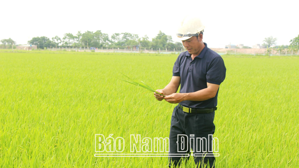 Hợp tác xã Nông nghiệp Minh Diện, xã Trực Chính (Trực Ninh) sản xuất lúa theo mô hình cánh đồng mẫu lớn.
            
