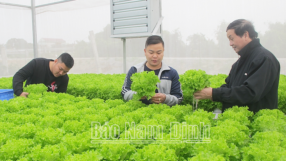 Ứng dụng công nghệ cao trong sản xuất rau thủy canh tại xã Nam Phong (thành phố Nam Định).
