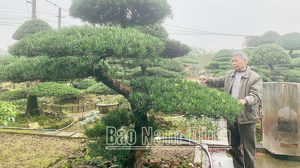 Cựu chiến binh Vũ Mạnh Hùng, thôn Vỵ Khê, xã Điền Xá (Nam Trực) - nghệ nhân sinh vật cảnh Việt Nam 
làm giàu từ nghề cây cảnh.