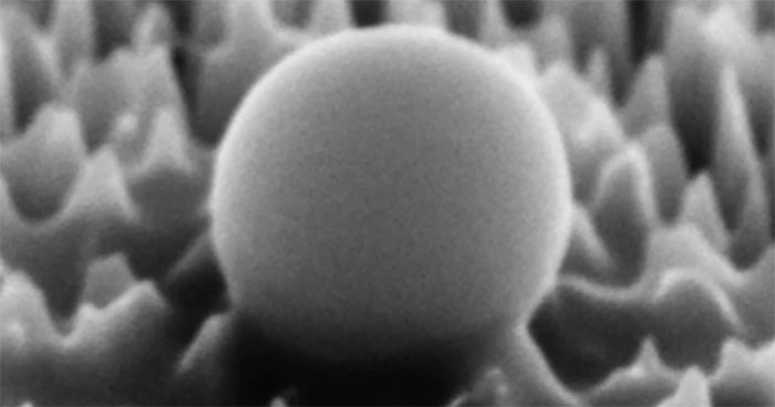 Hình ảnh phóng đại 65.000 lần cho thấy một loại virus đang bám trên vật liệu có gai nano. (Ảnh: RMIT).

