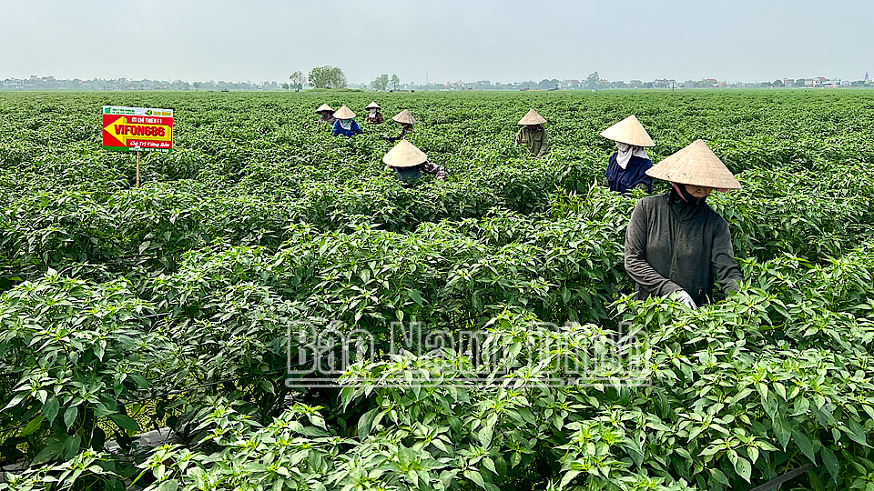 Vùng trồng ớt xuất khẩu xã Yên Nghĩa (Ý Yên).