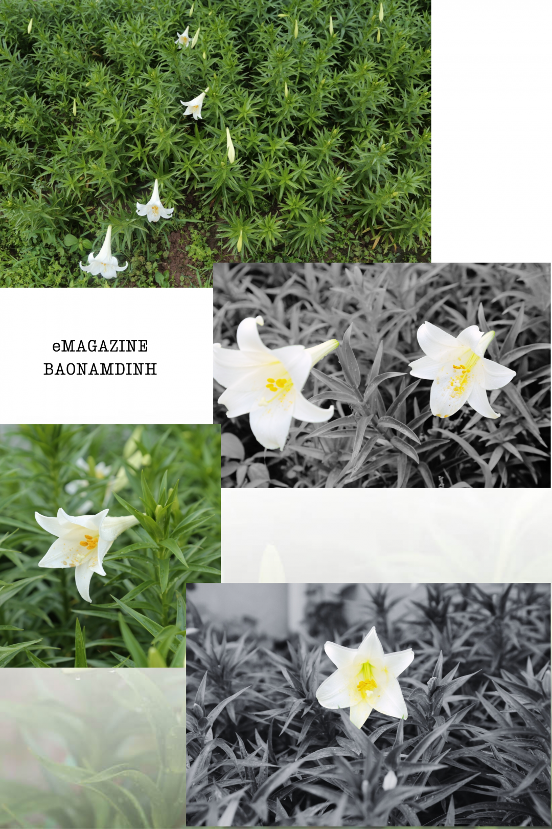 Hoa loa kèn – loài hoa đặc trưng của tháng Tư.