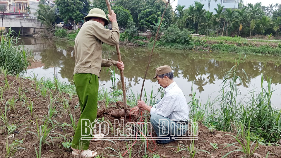 Hội viên cựu chiến binh huyện Trực Ninh tham gia trồng cây xanh tạo cảnh quan môi trường nông thôn mới sáng - xanh - sạch - đẹp. 