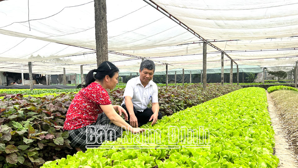 Mô hình trồng rau theo tiêu chuẩn VietGAP của chị Đinh Thị Tuyến, xã Yên Phương (Ý Yên).