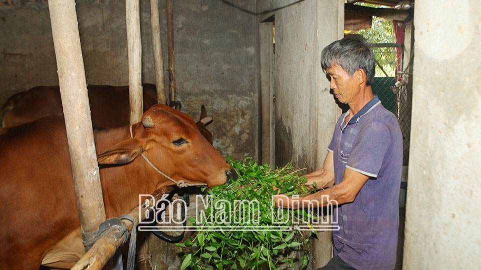 Gia đình chị Dương Thị Nhung ở xóm 3, xã Yên Đồng đầu tư chăn nuôi bò từ nguồn vốn tín dụng chính sách, tăng thêm thu nhập gia đình, thoát nghèo bền vững.