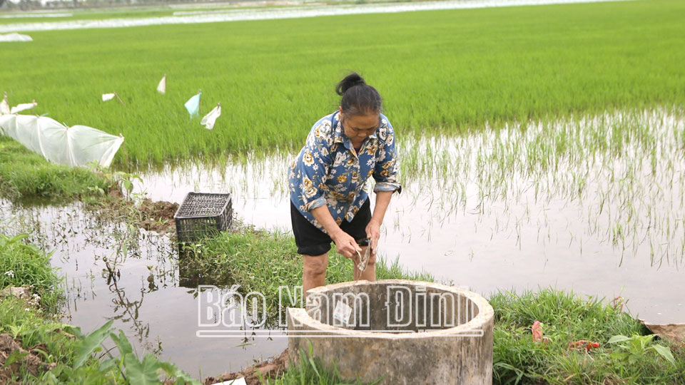 Nông dân xã Bình Minh (Nam Trực) bỏ vỏ thuốc bảo vệ thực vật vào bể chứa bê tông.