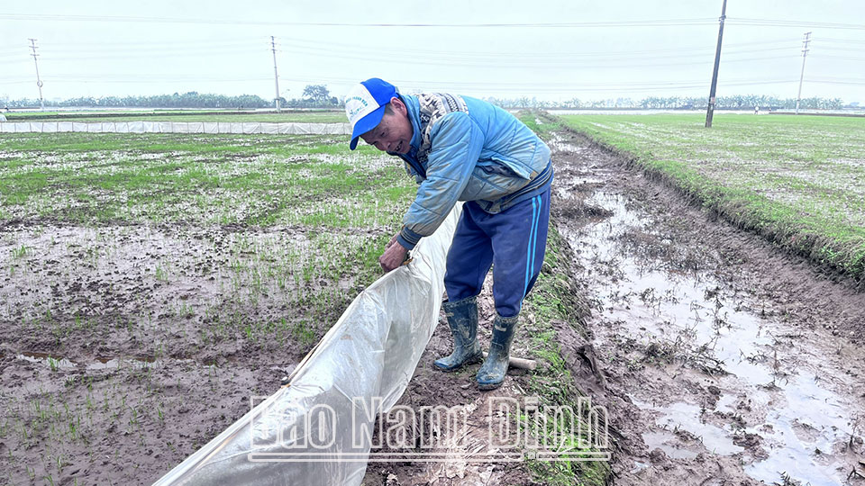 Nông dân xã Đồng Sơn (Nam Trực) sử dụng biện pháp bảo vệ lúa, hạn chế chuột phá hoại.