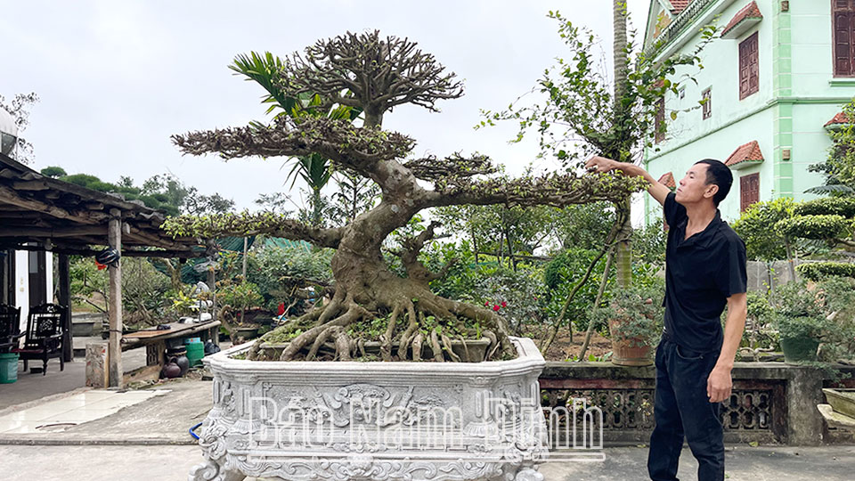 Cựu chiến binh Phạm Văn Ngà, xã Trực Đạo phát triển kinh tế gia đình từ nghề trồng hoa, cây cảnh.