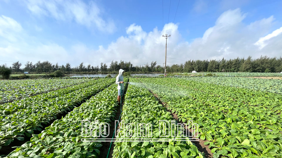 Nông dân thị trấn Thịnh Long sản xuất rau màu theo hướng nông nghiệp hữu cơ mang lại nguồn thu ổn định.