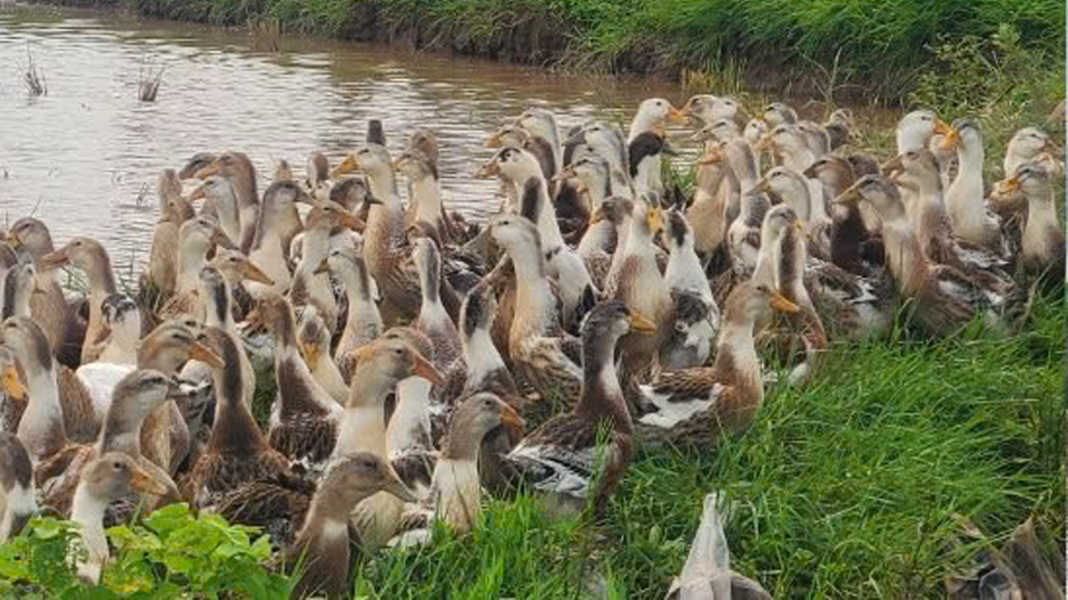 Chăm sóc nuôi dưỡng ngan Pháp R71 thương phẩm